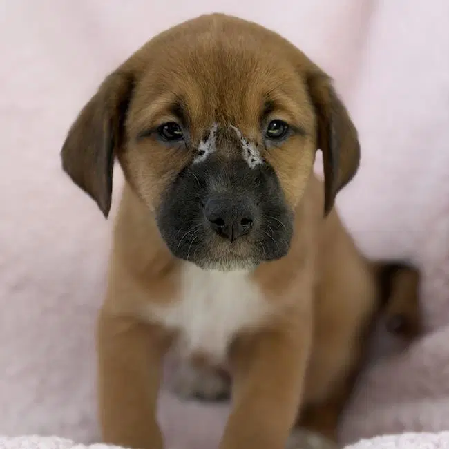Chalk Pup - Tailor image 3