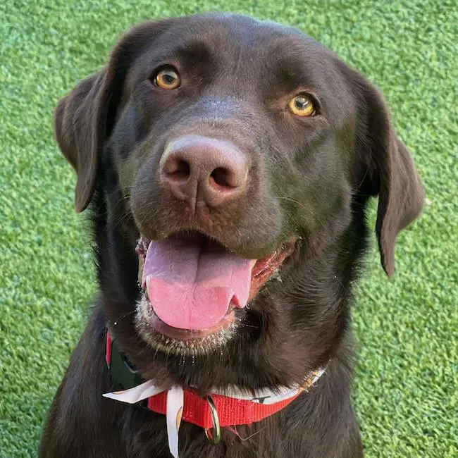 Coconut - Labrador Retriever