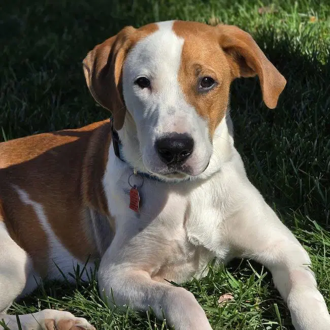 Toggle - Medical - Labrador Retriever