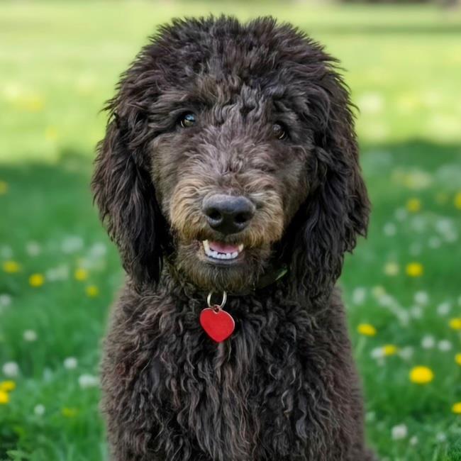 Hugo