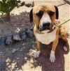 adoptable Dog in globe, AZ named MILO