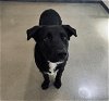 adoptable Dog in globe, AZ named BRUNO