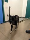 adoptable Dog in globe, AZ named MIDNIGHT