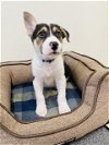 adoptable Dog in  named OPIE