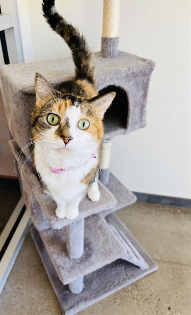 adoptable Cat in Globe, AZ named KALI