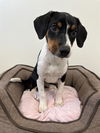 adoptable Dog in , AZ named TOOTIE