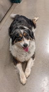 adoptable Dog in , AZ named DAISY