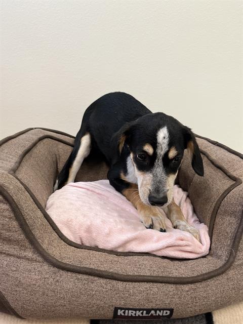 adoptable Dog in Globe, AZ named LUNA