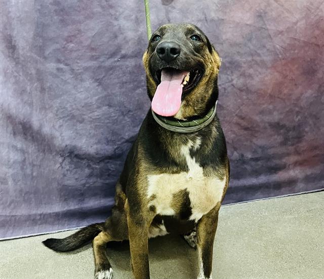 adoptable Dog in Globe, AZ named AUGUSTA