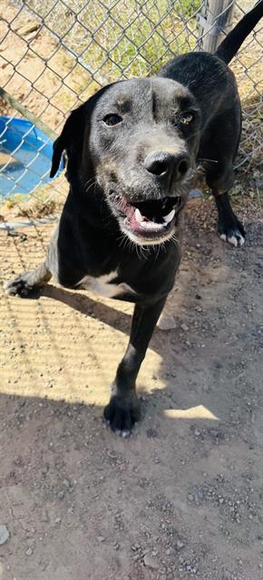 adoptable Dog in Globe, AZ named LATHAM