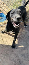 adoptable Dog in , AZ named LATHAM