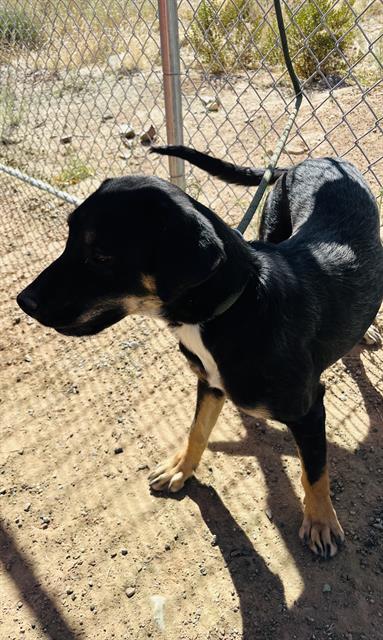 adoptable Dog in Globe, AZ named KATIE