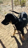 adoptable Dog in , AZ named KATIE