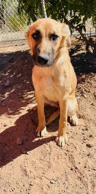 adoptable Dog in Globe, AZ named LADY