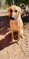 adoptable Dog in , AZ named LADY