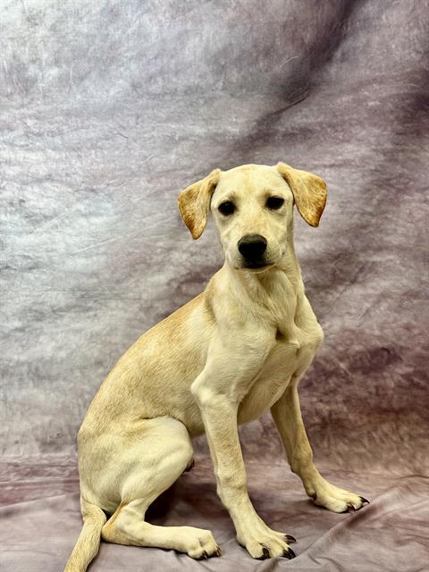 adoptable Dog in Globe, AZ named LUNA