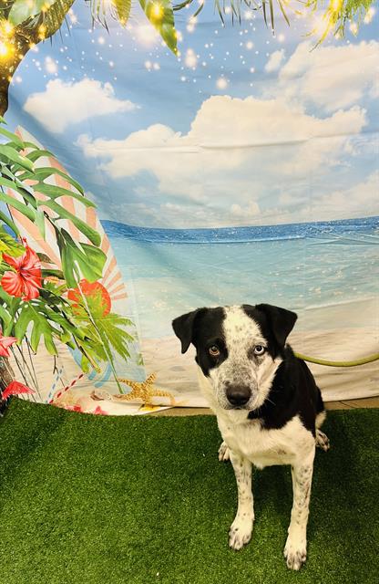 adoptable Dog in Globe, AZ named DASH