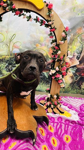 adoptable Dog in Globe, AZ named MARY ANNE