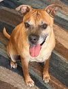 adoptable Dog in  named SHADY