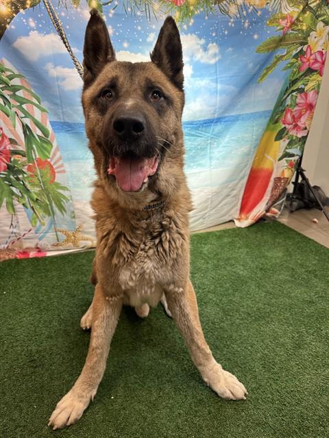 adoptable Dog in Globe, AZ named BEAR