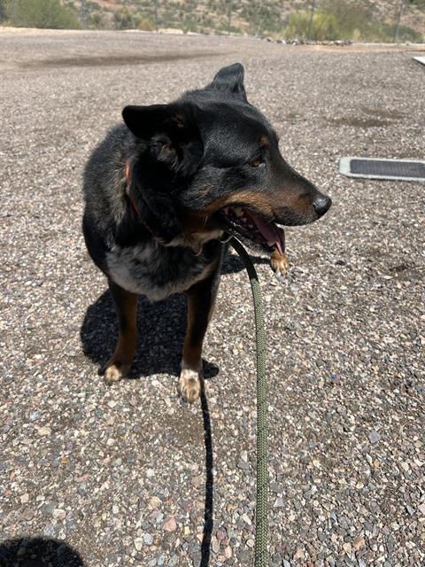 adoptable Dog in Globe, AZ named CHAD