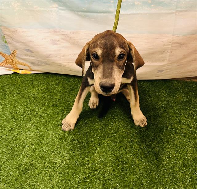 adoptable Dog in Globe, AZ named JACK