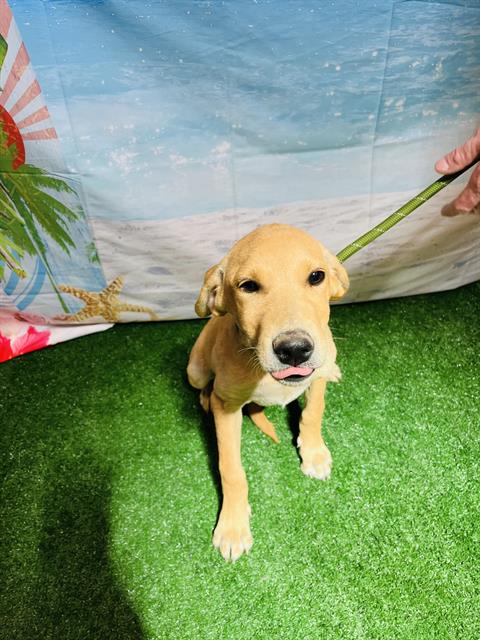 adoptable Dog in Globe, AZ named JANET