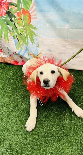 adoptable Dog in Globe, AZ named CHRISSY