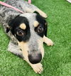 adoptable Dog in  named TROUT