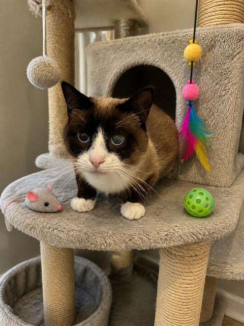 AZUEL, an adoptable Domestic Short Hair in Globe, AZ