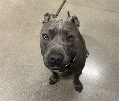 JADE, an adoptable Pit Bull Terrier in Globe, AZ