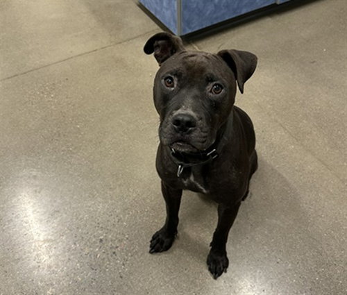ODIN, an adoptable Pit Bull Terrier in Globe, AZ