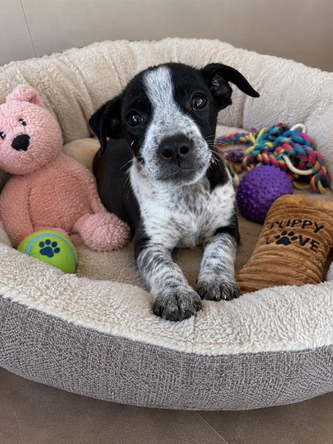 GIZMO, an adoptable Queensland Heeler in Globe, AZ