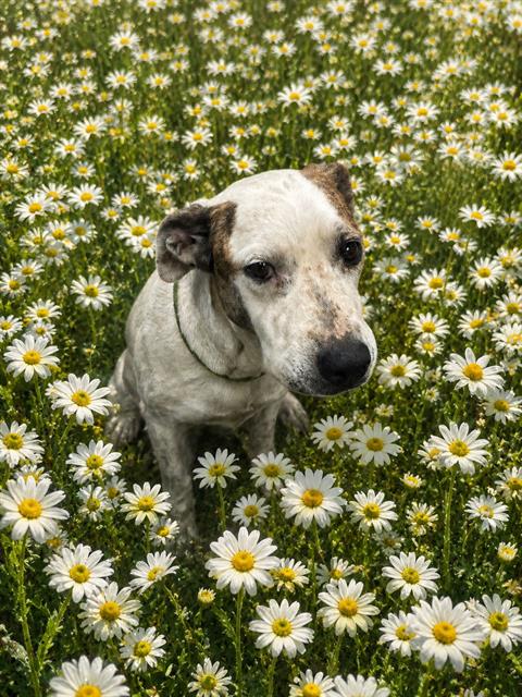 SHASTA, an adoptable Pit Bull Terrier in Globe, AZ