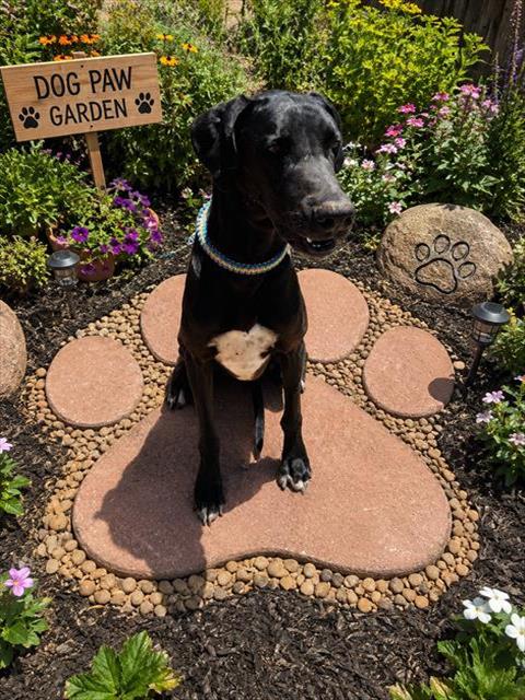 DAISEY, an adoptable Great Dane in Globe, AZ