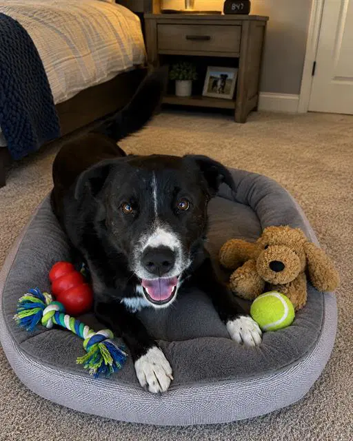 Buzz - Border Collie
