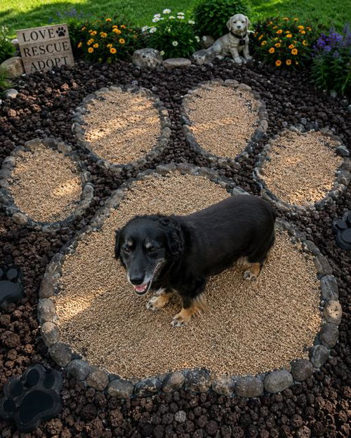 SUGAR, an adoptable Border Collie in Globe, AZ