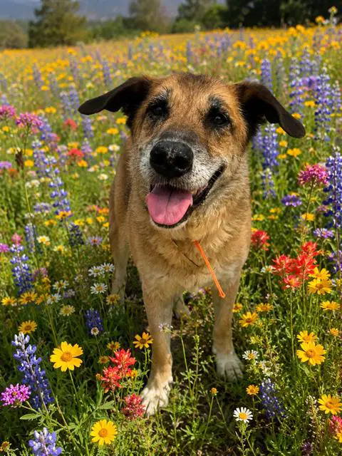 Mack - German Shepherd Dog