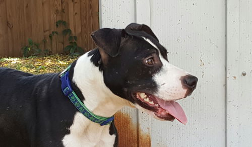picture of the dog needing adoption