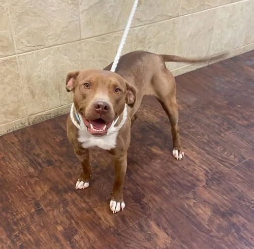 picture of the dog needing adoption