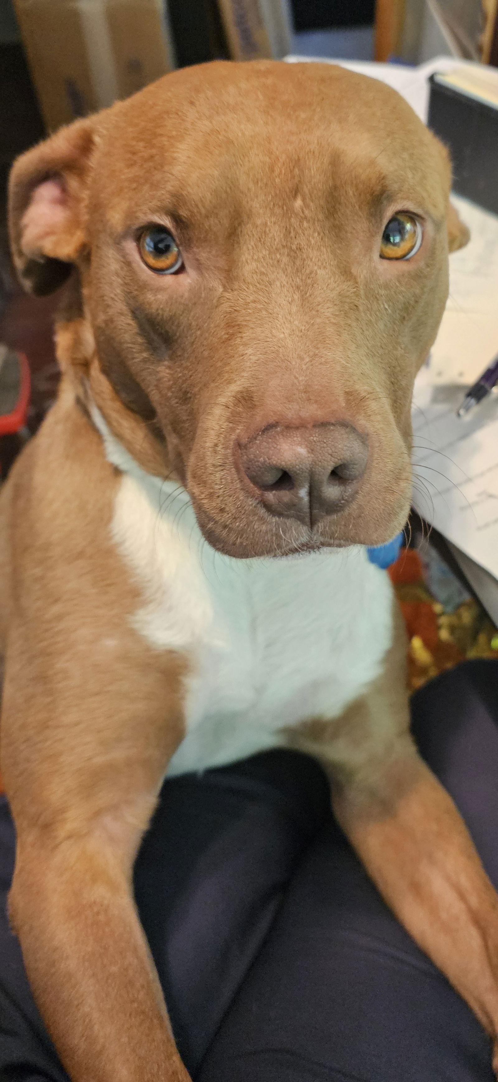 adoptable Dog in Orlando, FL named Mocha