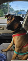 adoptable Dog in  named Chill Bill