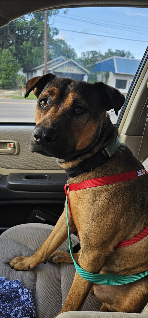 picture of the dog needing adoption