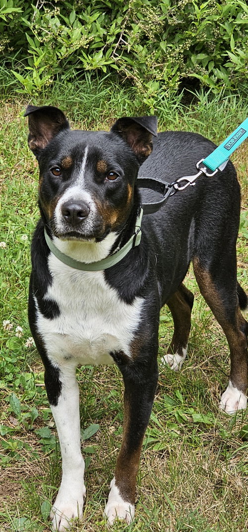 picture of the dog needing adoption