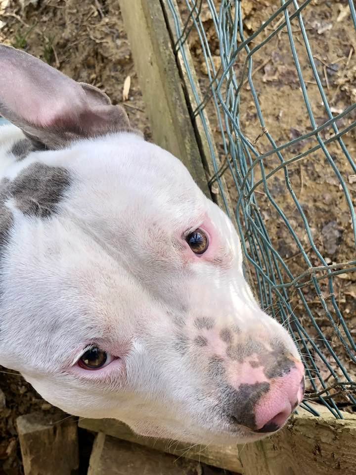 adoptable Dog in Morgantown, IN named BRUCE