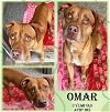 adoptable Dog in  named OMAR - JCAC