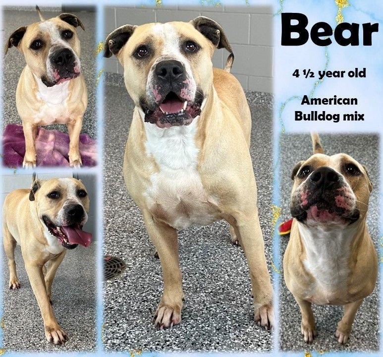 adoptable Dog in Morgantown, IN named BEAR - JCAC