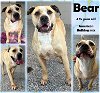 adoptable Dog in  named BEAR - JCAC