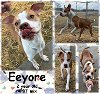 adoptable Dog in  named EEYORE - JCAC