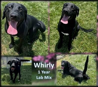 adoptable Dog in Morgantown, IN named WHIRLY - JCAS